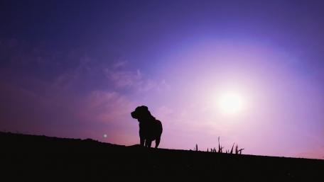 Dog silhouette wallpaper