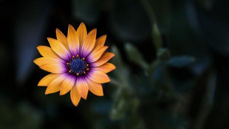 Vibrant Bloom in Darkness wallpaper