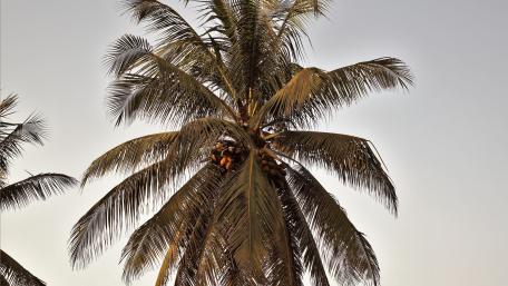 Palmen im Paradies wallpaper