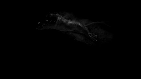 Pre - Black Tiger wallpaper