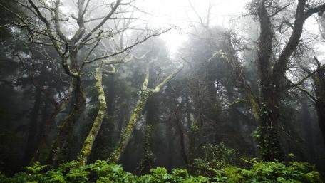 Misty Enchanted Forest in 4K wallpaper