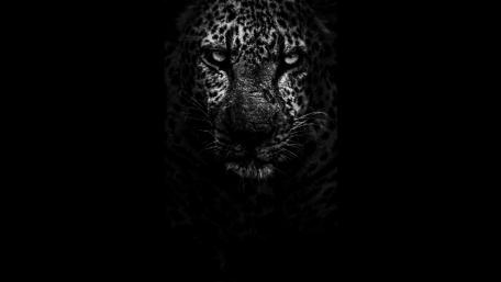 Sneaking Leopard wallpaper