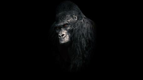 Gorilla wallpaper