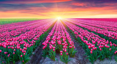Tulip Dreams at Sunset wallpaper