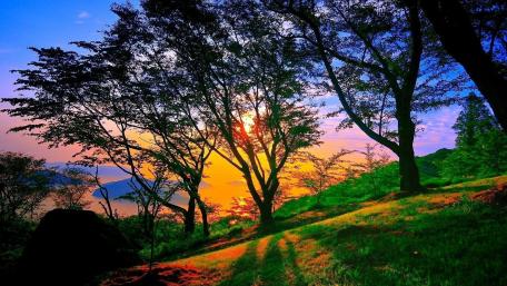 Vibrant Sunset Through the Trees wallpaper
