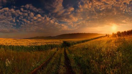 Golden Sunset Over Sunflower Fields wallpaper