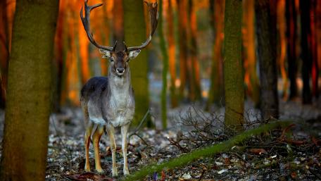 Majestic Stag in a Forest Setting wallpaper