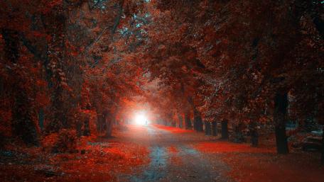 Serene Autumn Road Amidst Red Foliage wallpaper