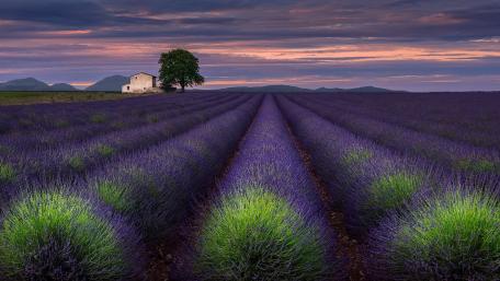 Valensole plateau lavender field, Provance, France wallpaper
