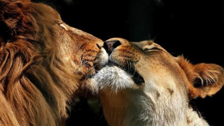 Majestic Tenderness in the Wild wallpaper