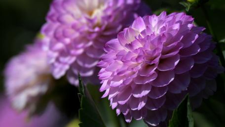 Vibrant Purple Dahlias Blossom Beauty wallpaper
