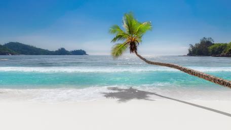 Tropical Serenity on a Sandy Shore wallpaper