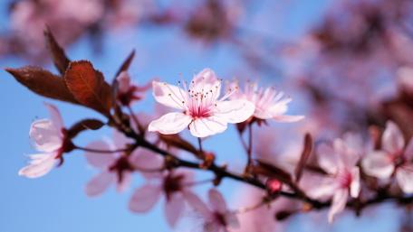 Blossoming Beauty in Springtime Splendor wallpaper