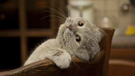 Curious Cat Relaxing on a Chair wallpaper