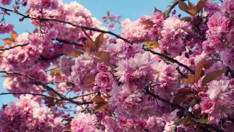 Spring Blossoms in Full Bloom with Pink Petals Together with Blue Sky wallpaper