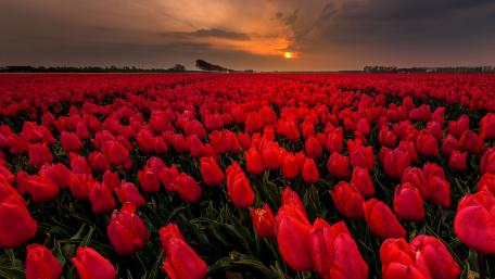 Tulip farm wallpaper