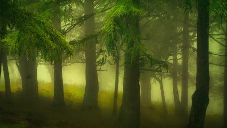Enchanted Green Forest Scene wallpaper