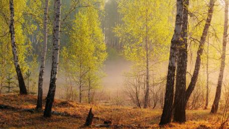 Breathtaking Spring Forest Awakening wallpaper