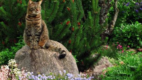 Majestic Cat in a Lush Garden Scene wallpaper