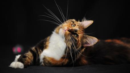 Graceful Cat in a Dark Setting wallpaper