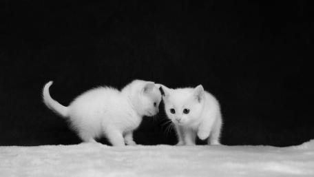 Two White Kittens in a Tender Moment wallpaper
