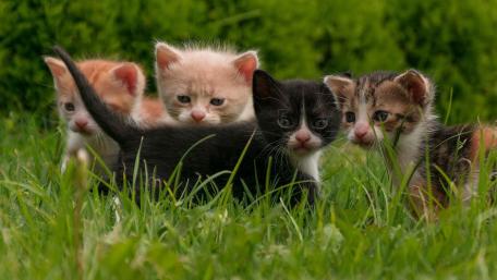 Playful Kittens in Green Grass wallpaper