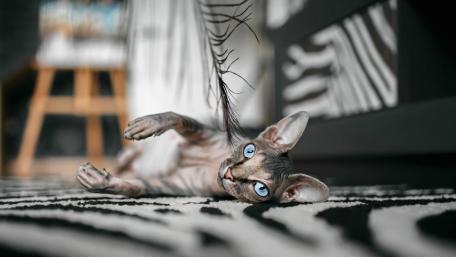 Playful Cat with Striking Blue Eyes wallpaper