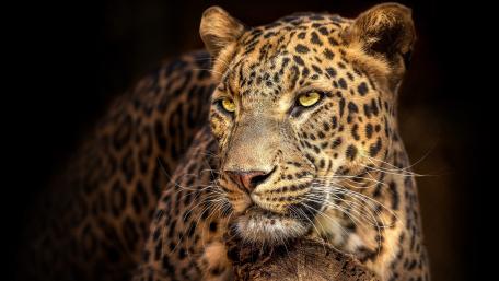 Majestic Leopard Close-Up Wallpaper wallpaper