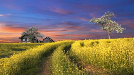 Charming Cottage Amidst Golden Fields wallpaper