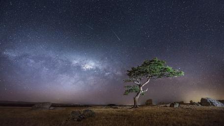 Solitary Tree Under the Milky Way Night Sky wallpaper