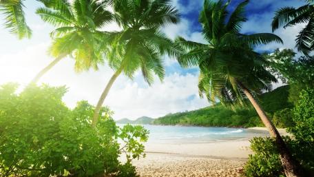 Tropical Paradise with Palm Trees and Beach Views wallpaper