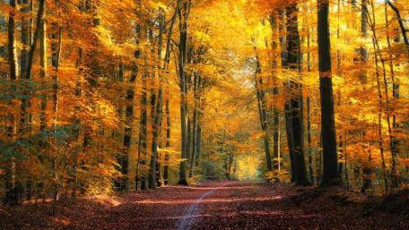 Golden Autumn Pathway Through Enchanted Forest wallpaper