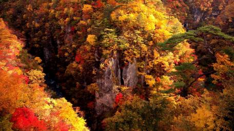 Vibrant Autumn Forest Escape wallpaper
