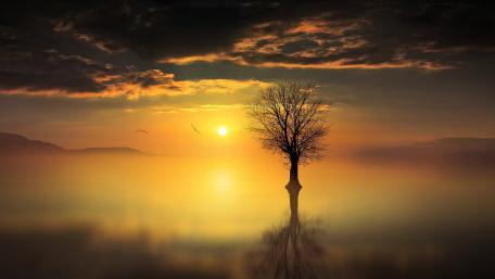 Solitary Serenity at Sunset wallpaper