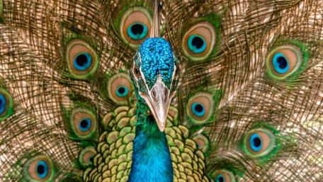 Elegant Peacock Displaying Vibrant Feathers wallpaper