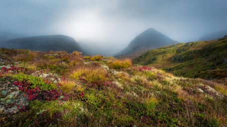 Misty Serenity in Nature's Embrace wallpaper