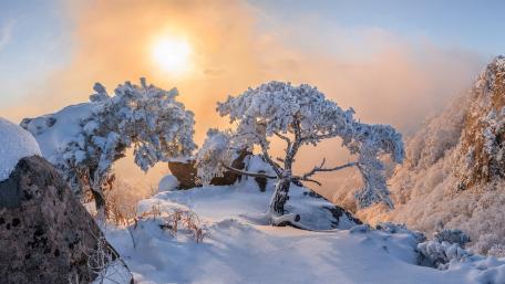 Serene Winter Landscape with Snowy Trees wallpaper