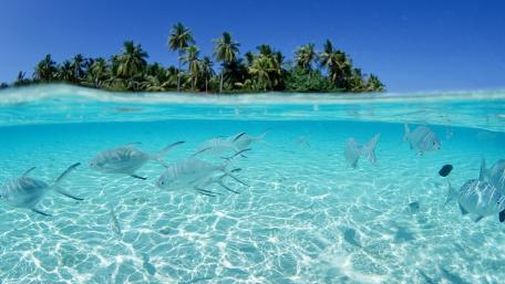 Tropical Underwater Paradise with Fishes and Clear Waters wallpaper