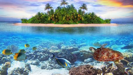 Tropical Underwater Paradise with Colorful Marine Life wallpaper