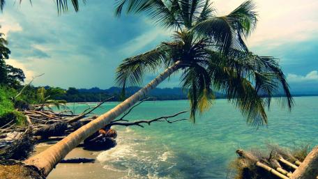Tropical Serenity by the Shoreline wallpaper