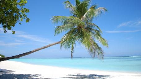 Tropical Paradise with Palm Trees by the Ocean wallpaper