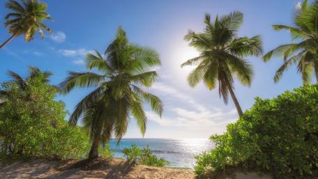 Tropical Paradise with Sunlit Palm Trees wallpaper