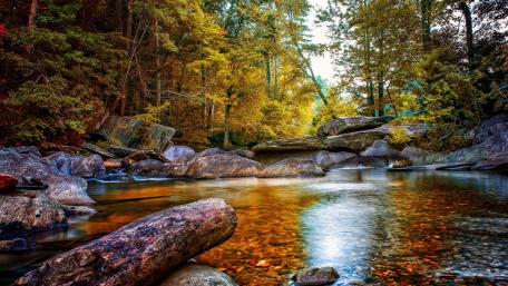 Radiant Autumn Serenity in Nature wallpaper