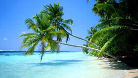 Tropical Paradise by the Sea wallpaper