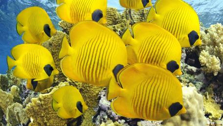 Vibrant School of Yellow Fishes Underwater Scene wallpaper