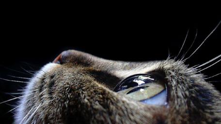 Captivating Cat Eye Close-Up Wallpaper wallpaper