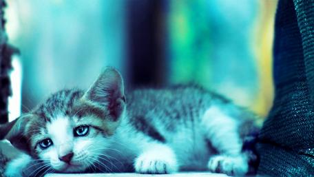 Dreamy Cat in Serene Blue Tones wallpaper