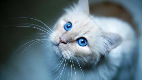 Majestic Feline with Vibrant Blue Eyes wallpaper