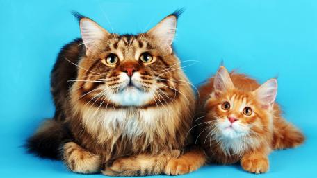 Majestic Cats on a Vibrant Background wallpaper