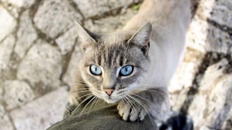 Charming Cat with Striking Blue Eyes wallpaper